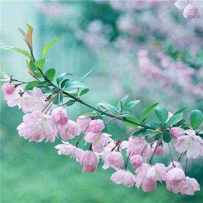 荒沙迷城九游安卓下载